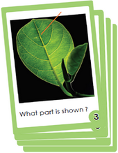 lable the pasts of a leaf. Use flash cards to learn faster and easier.