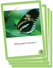 label a butterfly worksheet