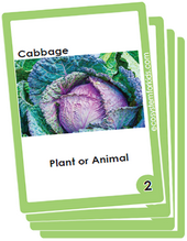 classification of organisms flash cards deck