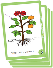 flash cards on identifying different parts of plant.