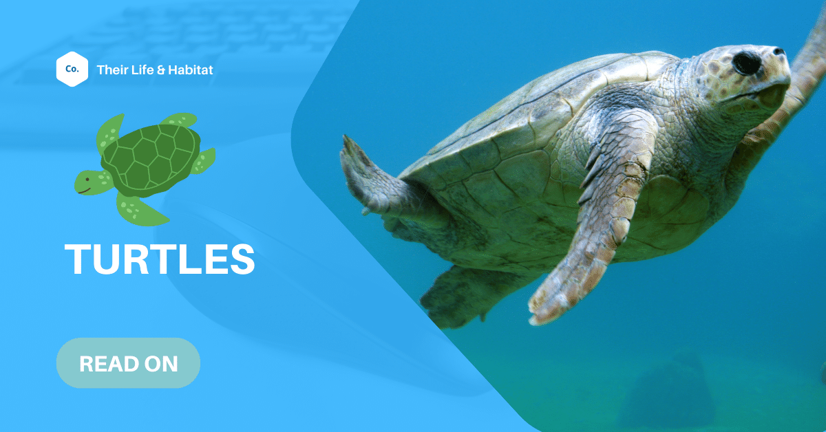Facts About Turtles For Kids