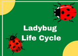 life cycle of ladybug