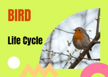 life cycle of a bird