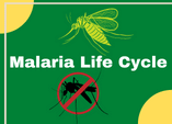 malaria Life Cycle