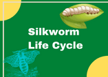 Silkworm Life Cycle