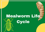 mealworm life cycle diagram labels