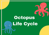octopus life cycle diagram labelling