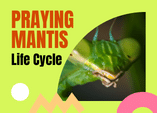 praying mantis life cycle