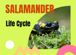 Salamander Life Cycle Game Online