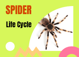 spider life cycle diagram 