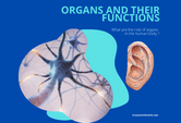 Human Organs game. Identify each organ from pictures. Find their roles in an multiple choice test.