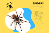 A fun game on some facts about spiders