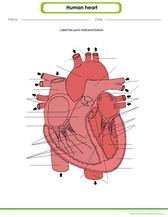 diagram on labelling parts of teh heart worksheet for kids