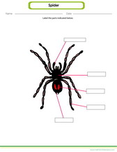 label diagram of spider worksheet for kids pdf