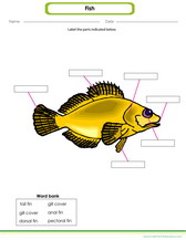 label a fish diagram for kids to print and learn.