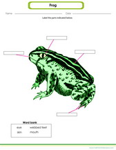 label the parts of a frog worksheet download for kids pdf.