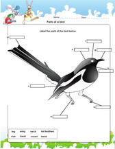 label parts of a bird pdf printable