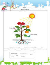 worksheet for 1st grade on phosynthesis