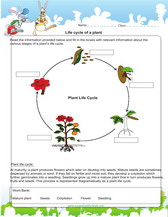 Plant life cycle worksheet for kids, pdf 