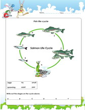 fish life cycle worksheet pdf