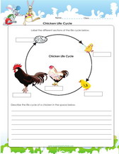 life cycle of chicken life cycle