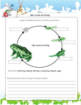 life cycle of a frog worksheet pdf