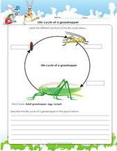 life cycle of a grasshopper worksheet for 4th grade pdf