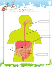 Digestive system worksheet for 4th grade