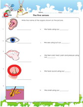 worksheet on the five senses for 4th grade