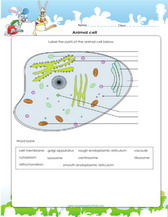 animal cell diagram for kids to label. pdf printable worksheets