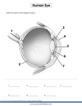 2nd grade science worksheets For Practice PDF eye diagram to label printable 