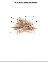 nasal cavity diagram for kids