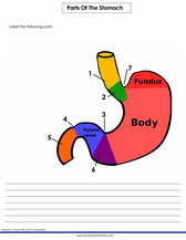 Parts of the stomach labeling quiz