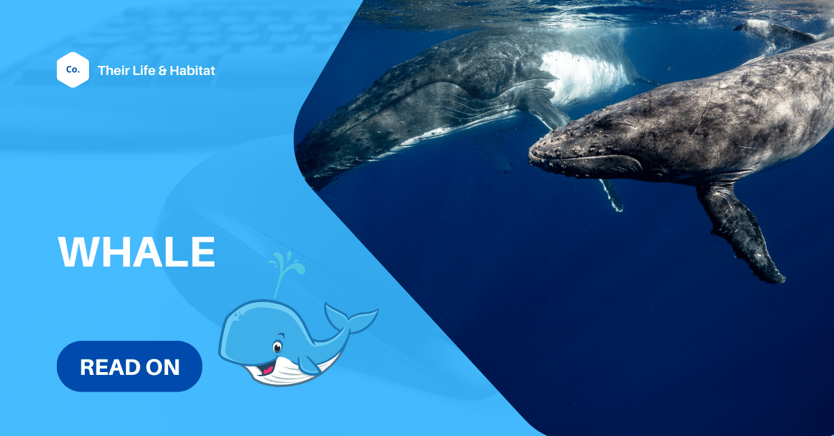 blue whale pictures for kids