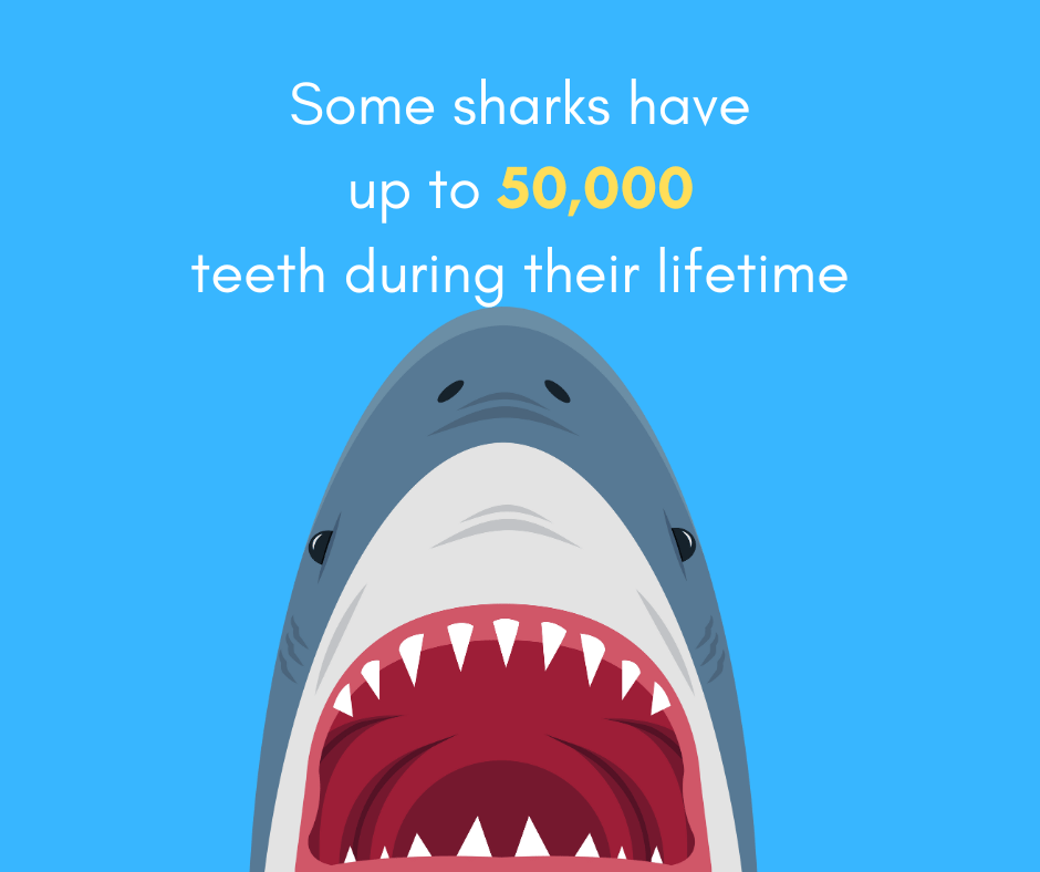 How Much Teeth Does a Shark Have 