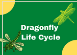 Dragonfly life cycle diagram game