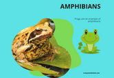 a game on amphibians