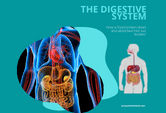 A game on the digestive. Learn with pictures. Learn the anatomy of the human body