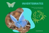 game on invertebrates