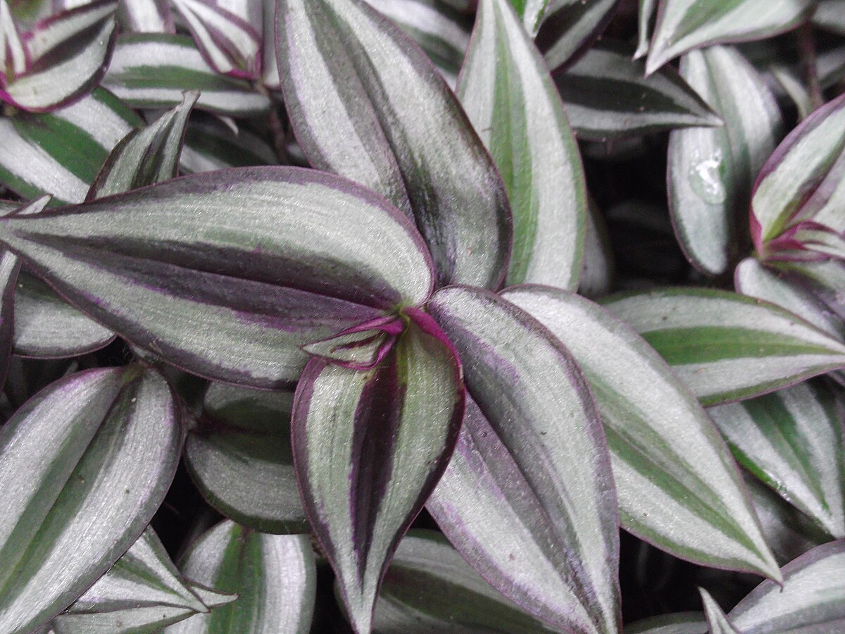 The Wandering Jew Plant