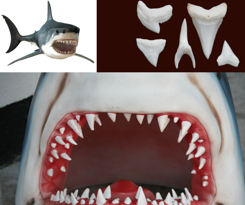 What a sharks mouth looks like with its teeth.