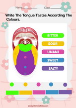 Human tongue and taste boards worksheet pdf