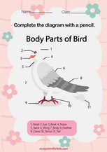 Label Parts of a bird worksheet pdf