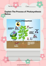 Photosysnthesis process worksheet pdf