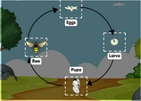 Life cycle of a bee digram game