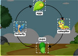 Butterfly life cycle online diagram