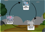 Elephant Life Cycle