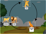 Lion Life cycle diagram