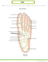 Learn to draw and label the foot diagram worksheet for kids