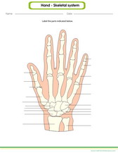 Learn to draw and label parts of the hand pdf worksheet for kids